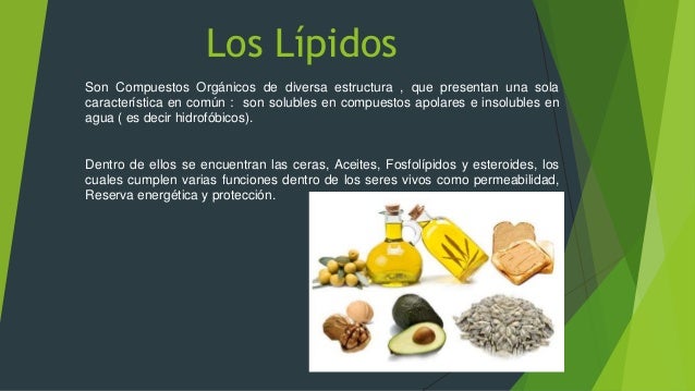 Biomoléculas, los lipidos