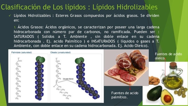 Biomoléculas, los lipidos