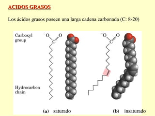 ACIDOS GRASOSACIDOS GRASOS
Los ácidos grasos poseen una larga cadena carbonada (C: 8-20)
saturado insaturado
 