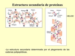 -La estructura terciaria está determinada por enlaces covalentes
intramoleculares de puente di-sulfuro (-S-S-) y por inter...
