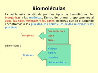 Biomoléculas
La célula está constituida por dos tipos de biomoléculas: las
inorgánicas y las orgánicas. Dentro del primer ...