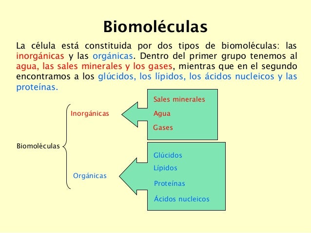 Biomoléculas organicas+++