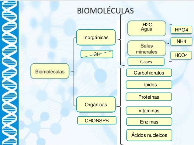 Biomoléculas orgánicas e inorgánicas