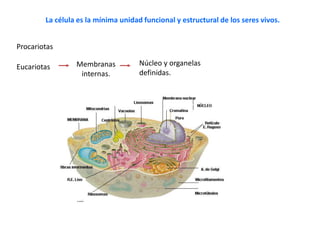 La célula es la mínima unidad funcional y estructural de los seres vivos.
Procariotas
Eucariotas Membranas
internas.
Núcleo y organelas
definidas.
 
