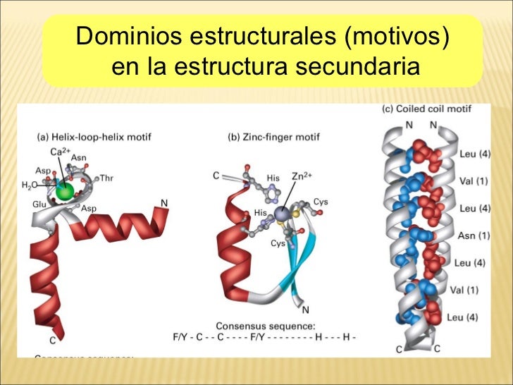Biomoléculas proteinas 1