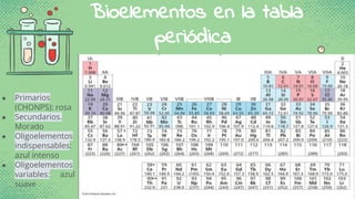 Chonps Bioelementos Biomoléculas y bioelementos.pdf
