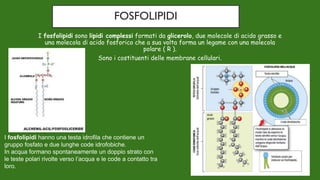 FOSFOLIPIDI
I fosfolipidi sono lipidi complessi formati da glicerolo, due molecole di acido grasso e
una molecola di acido fosforico che a sua volta forma un legame con una molecola
polare ( R ).
Sono i costituenti delle membrane cellulari.
I fosfolipidi hanno una testa idrofila che contiene un
gruppo fosfato e due lunghe code idrofobiche.
In acqua formano spontaneamente un doppio strato con
le teste polari rivolte verso l’acqua e le code a contatto tra
loro.
 