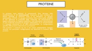 PROTEINE
Le proteine sono polimeri di amminoacidi. Esse derivano dalla
combinazione di 20 amminoacidi. Ciascuno di essi contiene un
atomo centrale di carbonio unito a un idrogeno, un gruppo
carbossilico -COOH, un gruppo amminico -NH2 e una parte variabile
R che definisce le proprietà della molecola. Gli amminoacidi si
legano attraverso un legame peptidico, cioè attraverso l’eliminazione
di una molecola d’acqua fra gruppo carbossilico di un amminoacido
e il gruppo amminico di un altro amminoacido. La configurazione
specifica della proteina determina la sua funzione
Una proteina è costituita da una o più catene polipeptidiche ripiegate
secondo una particolare configurazione che determina la funzione della
proteina.
 