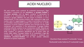 ACIDI NUCLEICI
Gli acidi nucleici sono costituiti da nucleotidi (monomeri). Ogni
nucleotide è composto da uno zucchero, un gruppo fosfato e
una base azotata, uniti da legami covalenti. In particolare lo
zucchero è un monosaccaride a 5 atomi di carbonio in cui è
presente il gruppo aldeidico che può essere il d-ribosio o il d-2-
desossiribosio. Le basi azotate presenti nella costituzione degli acidi
nucleici sono 5 e appartengono a 2 classi: le pirimidine e le purine.
Le pirimidine (citosina,timina,uracile) sono costituite da un anello
esatomico; le purine (adenina, guanina) sono formate da due anelli
condensati, uno esatomico e uno pentatomico. Il gruppo fosfato
conferisce all’acido nucleico la sua caratteristica acidità. Quando più
nucleotidi si legano tra loro, si costituisce un polinucleotide di un
acido nucleico, un polimero identificato per la prima volta nel
nucleo della cellula. Il gruppo fosfato di un nucleotide si lega allo
zucchero del nucleotide successivo andando a costituire uno
scheletro zucchero-fosfato con le basi azotate collocate
all’esterno di questa impalcatura.
 