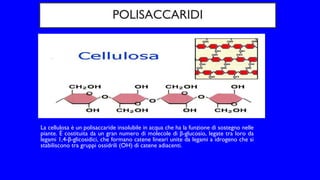 POLISACCARIDI
La cellulosa è un polisaccaride insolubile in acqua che ha la funzione di sostegno nelle
piante. È costituita da un gran numero di molecole di β-glucosio, legate tra loro da
legami 1,4-β-glicosidici, che formano catene lineari unite da legami a idrogeno che si
stabiliscono tra gruppi ossidrili (OH) di catene adiacenti.
 