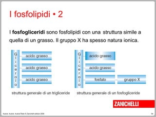54
Autore, Autore, AutoreTitolo © Zanichelli editore 2009
I fosfogliceridi sono fosfolipidi con una struttura simile a
quella di un grasso. Il gruppo X ha spesso natura ionica.
I fosfolipidi • 2
 
