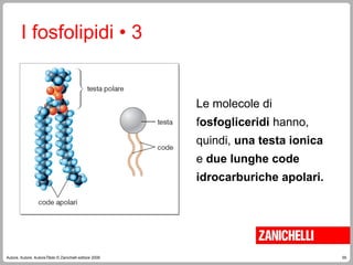 55
Autore, Autore, AutoreTitolo © Zanichelli editore 2009
Le molecole di
fosfogliceridi hanno,
quindi, una testa ionica
e due lunghe code
idrocarburiche apolari.
I fosfolipidi • 3
 