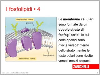 56
Autore, Autore, AutoreTitolo © Zanichelli editore 2009
I fosfolipidi • 4
Le membrane cellulari
sono formate da un
doppio strato di
fosfogliceridi, le cui
code apolari sono
rivolte verso l’interno
dello strato mentre le
teste polari sono rivolte
verso i mezzi acquosi.
 