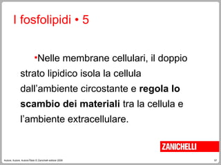 57
Autore, Autore, AutoreTitolo © Zanichelli editore 2009
•Nelle membrane cellulari, il doppio
strato lipidico isola la cellula
dall’ambiente circostante e regola lo
scambio dei materiali tra la cellula e
l’ambiente extracellulare.
I fosfolipidi • 5
 