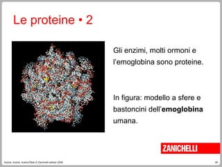 60
Autore, Autore, AutoreTitolo © Zanichelli editore 2009
Gli enzimi, molti ormoni e
l’emoglobina sono proteine.
Le proteine • 2
In figura: modello a sfere e
bastoncini dell’emoglobina
umana.
 