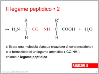 68
Autore, Autore, AutoreTitolo © Zanichelli editore 2009
Il legame peptidico • 2
si libera una molecola d’acqua (reazione di condensazione)
e la formazione di un legame ammidico (-CO-NH-),
chiamato legame peptidico.
 