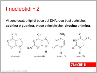 75
Autore, Autore, AutoreTitolo © Zanichelli editore 2009
Vi sono quattro tipi di base del DNA: due basi puriniche,
adenina e guanina, e due pirimidiniche, citosina e timina.
I nucleotidi • 2
 