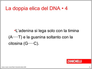 81
Autore, Autore, AutoreTitolo © Zanichelli editore 2009
La doppia elica del DNA • 4
•L’adenina si lega solo con la timina
(A·····T) e la guanina soltanto con la
citosina (G·····C).
 