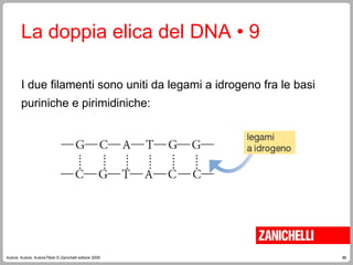 86
Autore, Autore, AutoreTitolo © Zanichelli editore 2009
La doppia elica del DNA • 9
I due filamenti sono uniti da legami a idrogeno fra le basi
puriniche e pirimidiniche:
 
