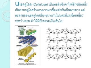 เซลลูโลส (Cellulose) เป็นพอลิแซ็กคาไรด์อีกชนิดหนึ่ง
เกิดจากกลูโคสจานวนมากมาเชื่อมต่อกันเป็นสายยาว แต่
ละสายของเซลลูโลสเรียงขนานกันไปและมีแรงยึดเหนี่ยว
ระหว่างสาย ทาให้มีลักษณะเป็นเส้นใย
 