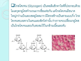 ไกลโคเจน (Glycogen) เป็นพอลิแซ็กคาไรด์ที่ประกอบด้วย
โมเลกุลกลูโคสจานวนมากเชื่อมต่อกัน แต่ไกลโคเจนมีขนาด
ใหญ่กว่าแป้งและเซลลูโลสมาก มีโครงสร้างเป็นสายแบบกิ่ง ไกล
โคเจนพบเฉพาะในคนและสัตว์เท่านั้น ร่างกายจะเปลื่ยนกลูโคส
เป็นไกลโคเจนและเก็บสะสมไว้ในกล้ามเนื้อและตับ
 