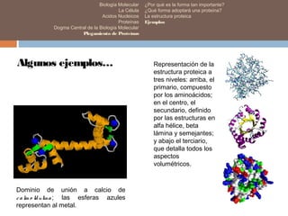 Representación de la
estructura proteica a
tres niveles: arriba, el
primario, compuesto
por los aminoácidos;
en el centro, el
secundario, definido
por las estructuras en
alfa hélice, beta
lámina y semejantes;
y abajo el terciario,
que detalla todos los
aspectos
volumétricos.
Dominio de unión a calcio de
calm o ldulina ; las esferas azules
representan al metal.
Algunos ejemplos…
Biología Molecular
La Célula
Acidos Nucleicos
Proteínas
Dogma Central de la Biología Molecular
Plegamiento de Proteínas
¿Por qué es la forma tan importante?
¿Qué forma adoptará una proteína?
La estructura proteica
Ejemplos
 