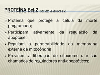 PROTEÍNA Bcl-2 "LINFOMA DE CÉLULAS B 2" 
Proteína que protege a célula da morte programada; 
Participam ativamente da regulação da apoptose; 
Regulam a permeabilidade da membrana externa da mitocôndria 
Previnem a liberação de citocromo c e são chamados de reguladores anti-apoptóticos;  