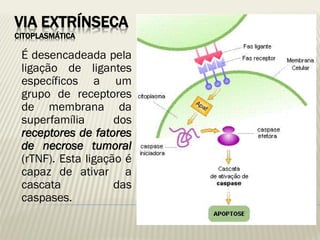 VIA EXTRÍNSECA CITOPLASMÁTICA 
É desencadeada pela ligação de ligantes específicos a um grupo de receptores de membrana da superfamília dos receptores de fatores de necrose tumoral (rTNF). Esta ligação é capaz de ativar a cascata das caspases.  