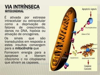VIA INTRÍNSECA MITOCONDRIAL 
É ativada por estresse intracelular ou extracelular como a deprivação de fatores de crescimento, danos no DNA, hipóxia ou ativação de oncogenes. 
Os sinais que são transduzidos em resposta a estes insultos convergem para a mitocôndria que 
Fornecem energia para a apoptose e liberam citocromo c no citoplasma que ativam as capases.  