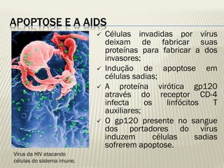 APOPTOSE E A AIDS 
Células invadidas por vírus deixam de fabricar suas proteínas para fabricar a dos invasores; 
Indução de apoptose em células sadias; 
A proteína virótica gp120 através do receptor CD-4 infecta os linfócitos T auxiliares; 
O gp120 presente no sangue dos portadores do vírus induzem células sadias sofrerem apoptose. 
Vírus da HIV atacando células do sistema imune.  