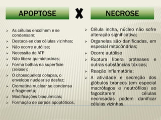 APOPTOSE 
NECROSE 
As células encolhem e se condensam; 
Destaca-se das células vizinhas; 
Não ocorre autólise; 
Necessita de ATP 
Não libera quimiotoxinas; 
Forma bolhas na superfície (zeiose); 
O citoesqueleto colapsa, o envelope nuclear se desfaz; 
Cromatina nuclear se condensa e fragmenta; 
Modificações bioquímicas; 
Formação de corpos apoptóticos, 
Célula incha, núcleo não sofre alteração significativa; 
Organelas são danificadas, em especial mitocôndrias; 
Ocorre autólise 
Ruptura libera proteases e outras substâncias tóxicas; 
Reação inflamatória; 
A atividade e secreção dos glóbulos brancos (em especial macrófagos e neutrófilos) ao fagocitarem células necrosadas podem danificar células vizinhas.  
