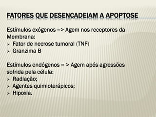FATORES QUE DESENCADEIAM A APOPTOSE 
Estímulos exógenos => Agem nos receptores da 
Membrana: 
Fator de necrose tumoral (TNF) 
Granzima B 
Estímulos endógenos = > Agem após agressões 
sofrida pela célula: 
Radiação; 
Agentes quimioterápicos; 
Hipoxia. 
 