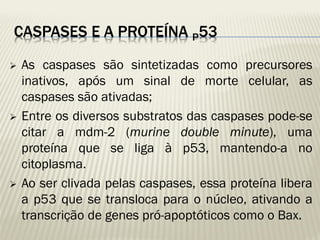 CASPASES E A PROTEÍNA P53 
As caspases são sintetizadas como precursores inativos, após um sinal de morte celular, as caspases são ativadas; 
Entre os diversos substratos das caspases pode-se citar a mdm-2 (murine double minute), uma proteína que se liga à p53, mantendo-a no citoplasma. 
Ao ser clivada pelas caspases, essa proteína libera a p53 que se transloca para o núcleo, ativando a transcrição de genes pró-apoptóticos como o Bax. 
 