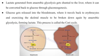 ● Lactate generated from anaerobic glycolysis gets shunted to the liver, where it can
be converted back to glucose through gluconeogenesis.
● Glucose gets released into the bloodstream, where it travels back to erythrocytes
and exercising the skeletal muscle to be broken down again by anaerobic
glycolysis, forming lactate. This process is called the Cori cycle.
 