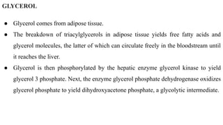 GLYCEROL
● Glycerol comes from adipose tissue.
● The breakdown of triacylglycerols in adipose tissue yields free fatty acids and
glycerol molecules, the latter of which can circulate freely in the bloodstream until
it reaches the liver.
● Glycerol is then phosphorylated by the hepatic enzyme glycerol kinase to yield
glycerol 3 phosphate. Next, the enzyme glycerol phosphate dehydrogenase oxidizes
glycerol phosphate to yield dihydroxyacetone phosphate, a glycolytic intermediate.
 