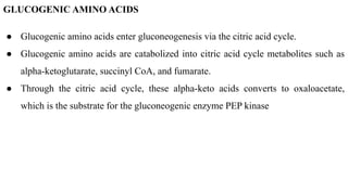 GLUCOGENIC AMINO ACIDS
● Glucogenic amino acids enter gluconeogenesis via the citric acid cycle.
● Glucogenic amino acids are catabolized into citric acid cycle metabolites such as
alpha-ketoglutarate, succinyl CoA, and fumarate.
● Through the citric acid cycle, these alpha-keto acids converts to oxaloacetate,
which is the substrate for the gluconeogenic enzyme PEP kinase
 