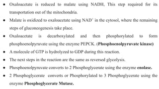 ● Oxaloacetate is reduced to malate using NADH, This step required for its
transportation out of the mitochondria.
● Malate is oxidized to oxaloacetate using NAD+
in the cytosol, where the remaining
steps of gluconeogenesis take place.
● Oxaloacetate is decarboxylated and then phosphorylated to form
phosphoenolpyruvate using the enzyme PEPCK. (Phosphoenolpyruvate kinase)
● A molecule of GTP is hydrolyzed to GDP during this reaction.
● The next steps in the reaction are the same as reversed glycolysis.
● Phosphoenolpyruvate converts to 2 Phosphoglycerate using the enzyme enolase.
● 2 Phosphoglycerate converts or Phosphorylated to 3 Phosphoglycerate using the
enzyme Phosphoglycerate Mutase.
 