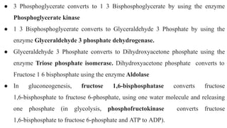 ● 3 Phosphoglycerate converts to 1 3 Bisphosphoglycerate by using the enzyme
Phosphoglycerate kinase
● 1 3 Bisphosphoglycerate converts to Glyceraldehyde 3 Phosphate by using the
enzyme Glyceraldehyde 3 phosphate dehydrogenase.
● Glyceraldehyde 3 Phosphate converts to Dihydroxyacetone phosphate using the
enzyme Triose phosphate isomerase. Dihydroxyacetone phosphate converts to
Fructose 1 6 bisphosphate using the enzyme Aldolase
● In gluconeogenesis, fructose 1,6-bisphosphatase converts fructose
1,6-bisphosphate to fructose 6-phosphate, using one water molecule and releasing
one phosphate (in glycolysis, phosphofructokinase converts fructose
1,6-bisphosphate to fructose 6-phosphate and ATP to ADP).
 