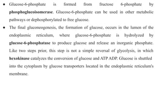 ● Glucose-6-phosphate is formed from fructose 6-phosphate by
phosphoglucoisomerase. Glucose-6-phosphate can be used in other metabolic
pathways or dephosphorylated to free glucose.
● The final gluconeogenesis, the formation of glucose, occurs in the lumen of the
endoplasmic reticulum, where glucose-6-phosphate is hydrolyzed by
glucose-6-phosphatase to produce glucose and release an inorganic phosphate.
Like two steps prior, this step is not a simple reversal of glycolysis, in which
hexokinase catalyzes the conversion of glucose and ATP ADP. Glucose is shuttled
into the cytoplasm by glucose transporters located in the endoplasmic reticulum's
membrane.
 