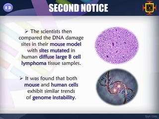 13
                 SECOND NOTICE

         The scientists then
     compared the DNA damage
      sites in their mouse model
         with sites mutated in
      human diffuse large B cell
      lymphoma tissue samples.

      It was found that both
      mouse and human cells
        exhibit similar trends
        of genome instability.
 