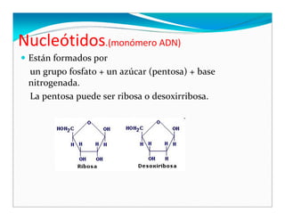 Biomoleculas