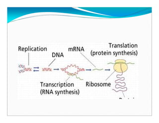 Biomoleculas