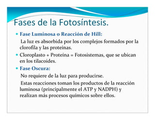 Biomoleculas