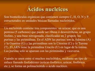 Ácidos nucleicos Son biomoléculas orgánicas que contienen siempre C, H, O, N y P, estructurados en unidades básicas llamadas nucleótidos. Un nucleótido contiene tres componentes: un azúcar, que es una pentosa (5 carbonos) que puede ser ribosa ó desoxirribosa, un grupo fosfato, y una base nitrogenada, clasificadas en 2 grupos: las purinas y las pirimidinas. En el ADN las purinas son la Adenina (A) y la Guanina (G) y las pirimidinas son la Citosina (C) y la Timina (T). El ARN tiene la pirimidina Uracilo (U) en lugar de la timina. Las purinas solo se aparean con las piriminidas y viceversa. Cuando se unen entre sí muchos nucleótidos, mediante un tipo de enlace llamado fosfodiéster (azúcar-fosfórico, azúcar, fosfórico, etc.), se forma un polinucleótido o ácido nucléico. 