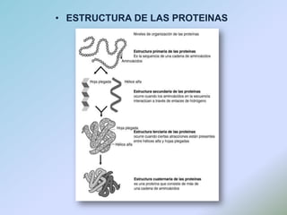 ESTRUCTURA DE LAS PROTEINAS