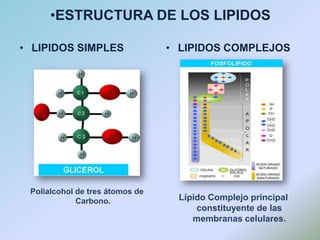 ESTRUCTURA DE LOS LIPIDOSLIPIDOS SIMPLESPolialcohol de tres átomos de Carbono.LIPIDOS COMPLEJOSLípido Complejo principal constituyente de las membranas celulares.