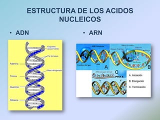 ESTRUCTURA DE LOS ACIDOS NUCLEICOSADNARN