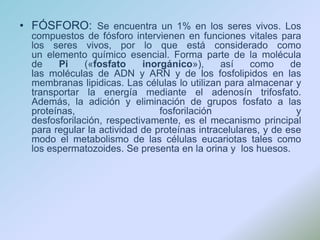 FÓSFORO: Se encuentra un 1% en los seres vivos. Los compuestos de fósforo intervienen en funciones vitales para los seres vivos, por lo que está considerado como un elemento químico esencial. Forma parte de la molécula de Pi («fosfato inorgánico»), así como de las moléculas de ADN y ARN y de los fosfolipidos en las membranas lipidicas. Las células lo utilizan para almacenar y transportar la energía mediante el adenosín trifosfato. Además, la adición y eliminación de grupos fosfato a las proteínas, fosforilación y desfosforilación, respectivamente, es el mecanismo principal para regular la actividad de proteínas intracelulares, y de ese modo el metabolismo de las células eucariotas tales como los espermatozoides. Se presenta en la orina y  los huesos.