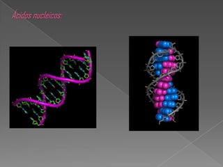 Ácidos nucleicos:
 