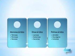 Monosacáridos   Disacáridos   Polisacáridos
• Tetrosas      • Lactosa     • Almidón
• Pentosas
• Hexosas         *
                • Galactosa
                • Sacarosa
                              • Glucógeno
                              • Celulosa
 
